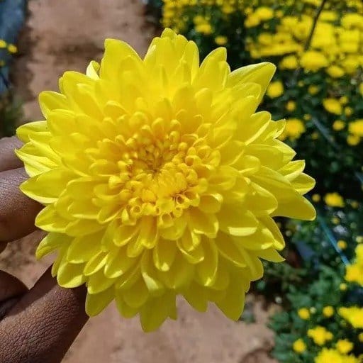Plants Villa - Chrysanthemum Chandramallika Flower Plant Yellow Plants Villa - Chrysanthemum Chandramallika Flower Plant Yellow