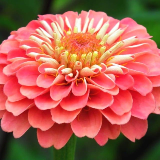 Plants Villa - Zinnia Flower Plant Next Level Orange