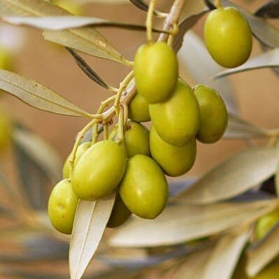 Plants Villa - Thai Variety Sweet Olive Grafted Fruit Plant