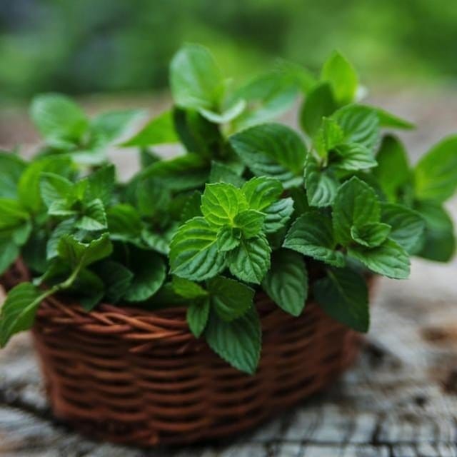 Plants Villa - Mint Pudina Mediclinal Live Plant