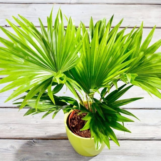 Plants Villa - Chainise Plam Plant Plants Villa - Chainise Plam Plant