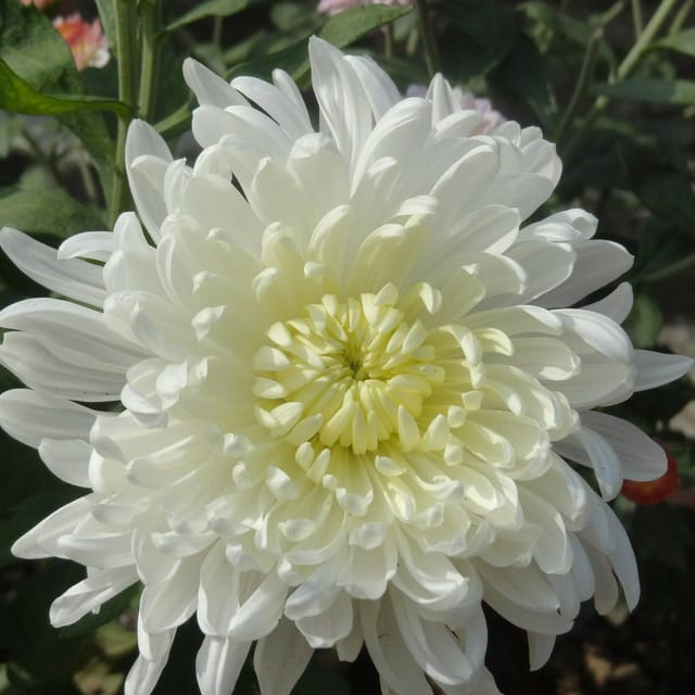 Plants Villa - Chrysanthemum Chandramallika Flower Plant White Plants Villa - Chrysanthemum Chandramallika Flower Plant White