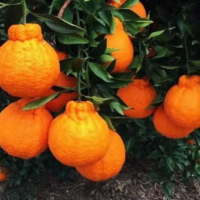 Plants Villa - Dekopon Orange Grafted & Hybrid Fruit Plant Plants Villa - Dekopon Orange Grafted & Hybrid Fruit Plant