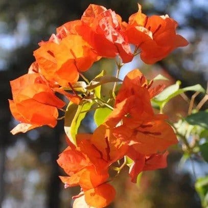 Plants Villa - Orange - Wonder Bougainvellia Flower Plant