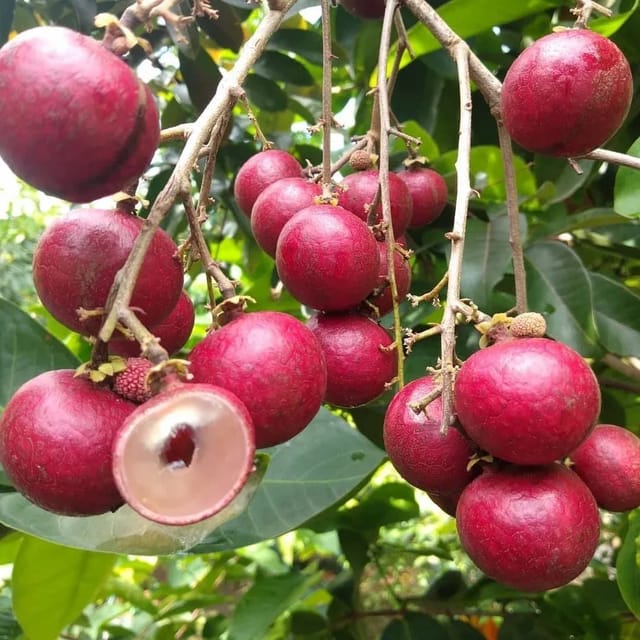 Plants Villa - Rubi Longan Grafted Fruit Plant