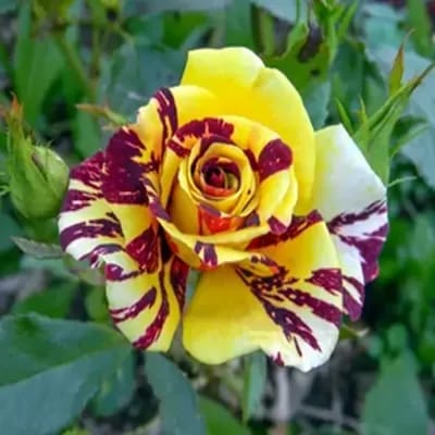 Plants Villa - Abracadabra Rose Flower Plant (PV24216)