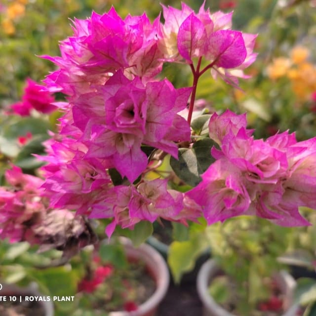 Plants Villa - Thailand Bougainvellia Flower Plant Pink