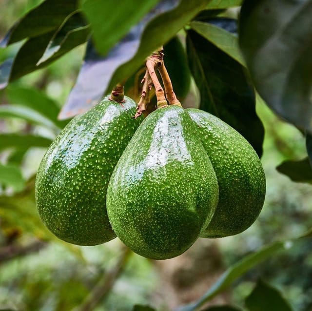 Plants Villa - Grafted Avocado Fruit Plant Plants Villa - Grafted Avocado Fruit Plant
