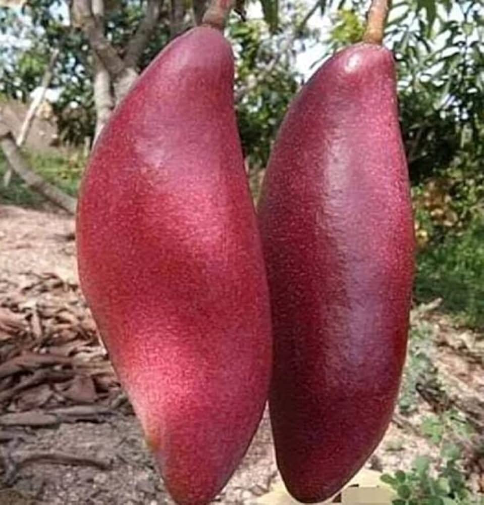 Plants Villa - King Of Chakapath Mango | Grafted Fruit Plant