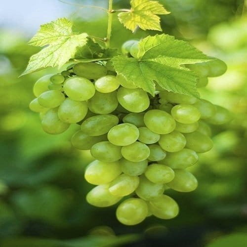 Plants Villa - Thai Variety Green Grapes Fruit Plant