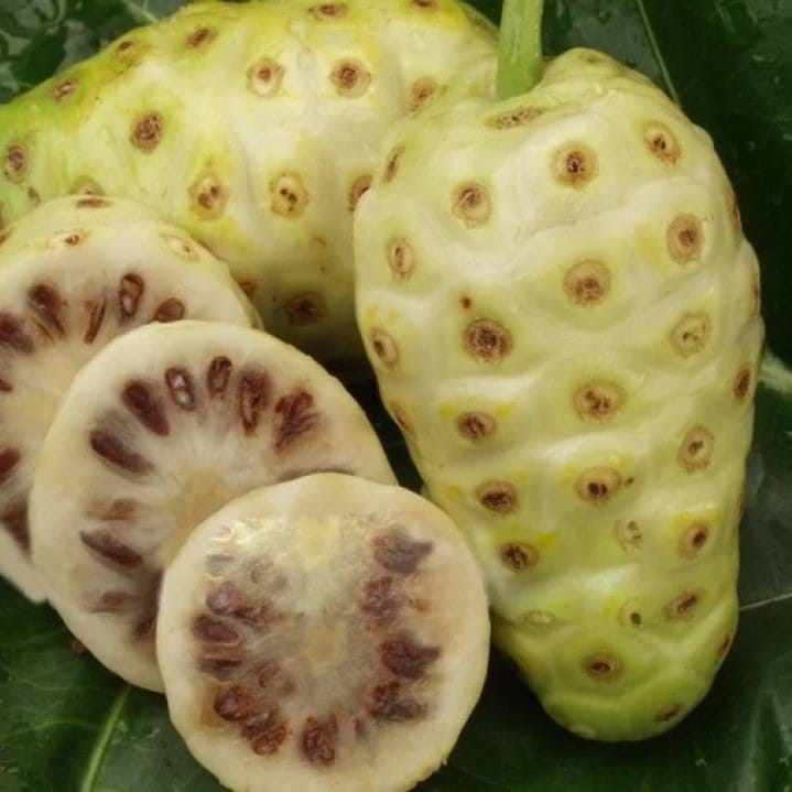 Plants Villa - Nema Nnoni Grafted Mediclinal Fruit Plant