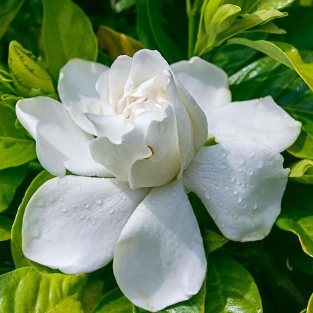 Plants Villa - Arabian Jasmine Perfuming Flower Plant White