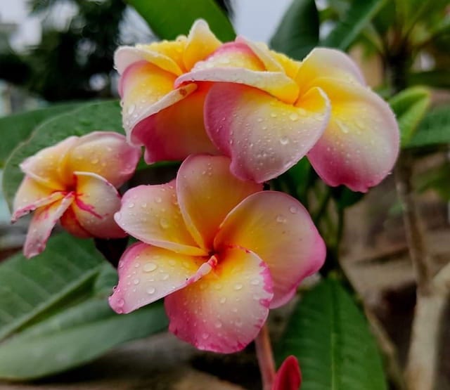 Plants Villa - Dwarf Variety Pulmeria Flower Plant (PV15817)
