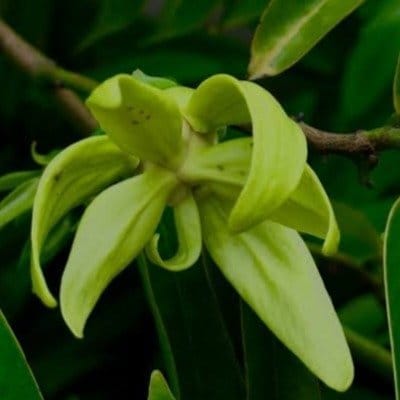 Plants Villa - Artabotrys Hexapetalus Green Champa Flower Plant