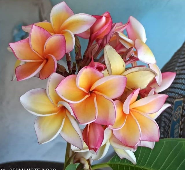 Plants Villa - Dwarf Variety Pulmeria Flower Plant (PV15837) Plants Villa - Dwarf Variety Pulmeria Flower Plant (PV15837)