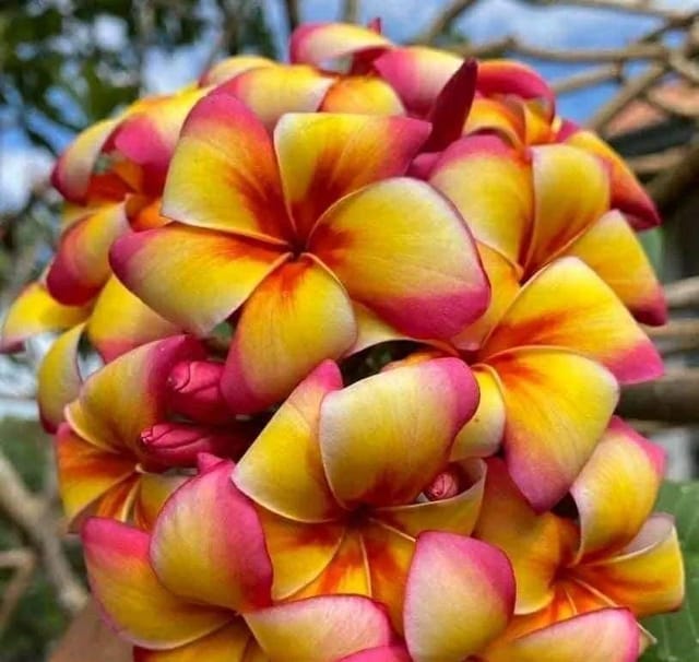 Plants Villa - Dwarf Variety Pulmeria Flower Plant (PV15841)