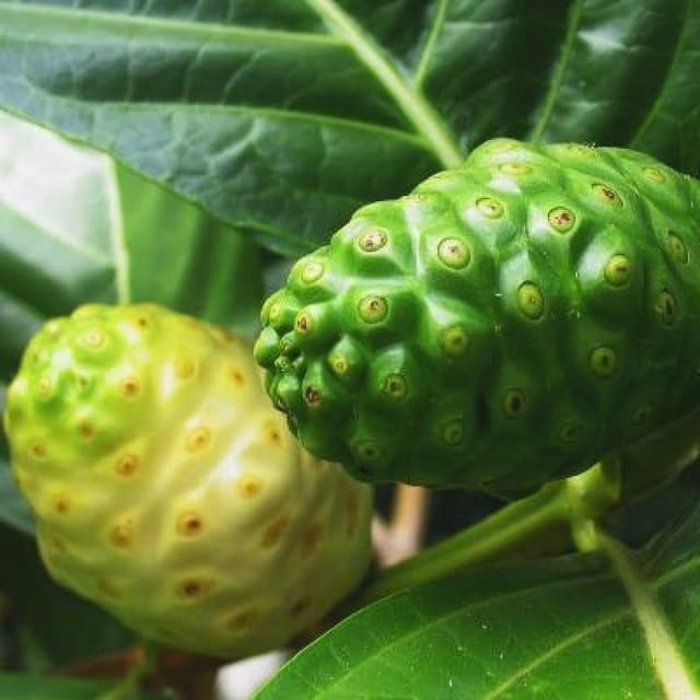 Plants Villa - Noni Grafted Fruit Plant