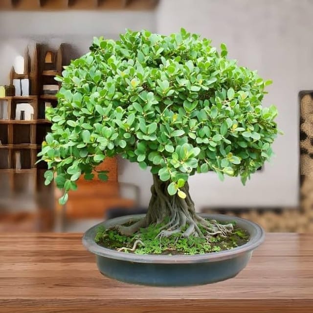 Plants Villa - Grafted Chinise Banyan Tree (Chaina Bot) Plants Villa - Grafted Chinise Banyan Tree (Chaina Bot)