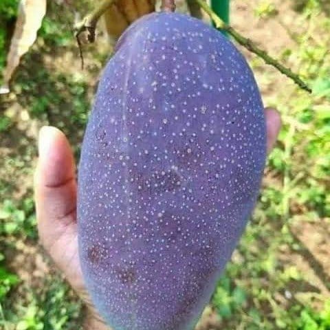 Plants Villa - Black Stone Mango | Grafted Fruit Plant Plants Villa - Black Stone Mango | Grafted Fruit Plant