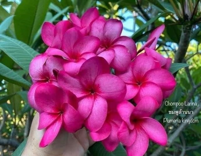 Plants Villa - Dwarf Variety Pulmeria Flower Plant (PV15829) Plants Villa - Dwarf Variety Pulmeria Flower Plant (PV15829)