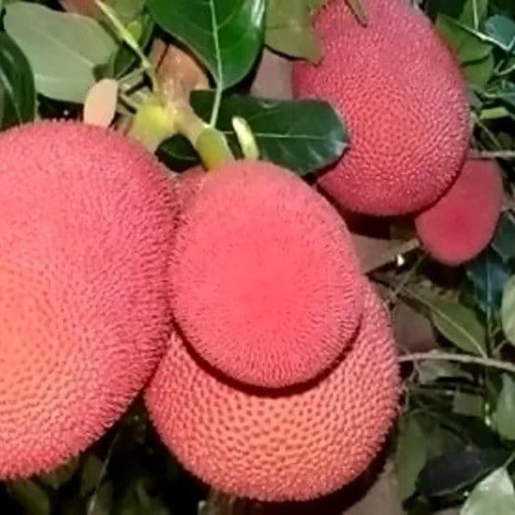 Plants Villa - Red Jackfruit Grafted Fruit Plant