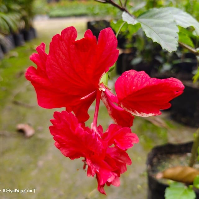Plants Villa - Double Decker Hibiscus Flower Plant Red Plants Villa - Double Decker Hibiscus Flower Plant Red