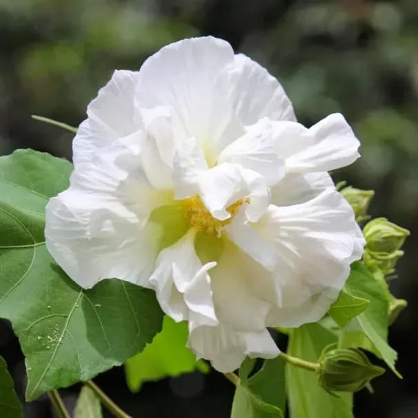 Plants Villa - Land Lotus Thoka Variety Flower Plant White Plants Villa - Land Lotus Thoka Variety Flower Plant White