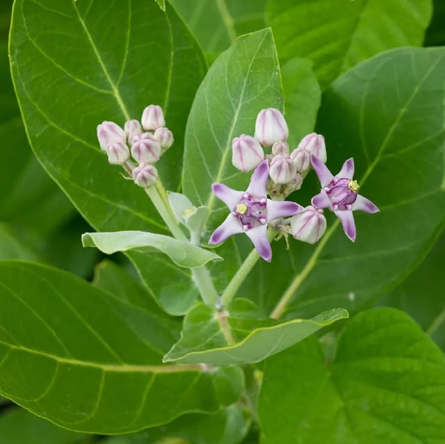 Plants Villa - Sweet Akanda Mediclinal Flower Plant