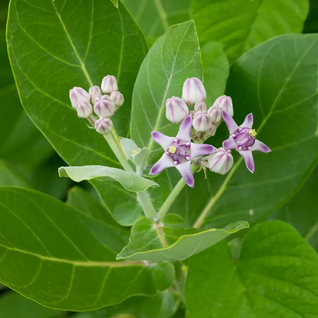 Plants Villa - Sweet Akanda Mediclinal Flower Plant