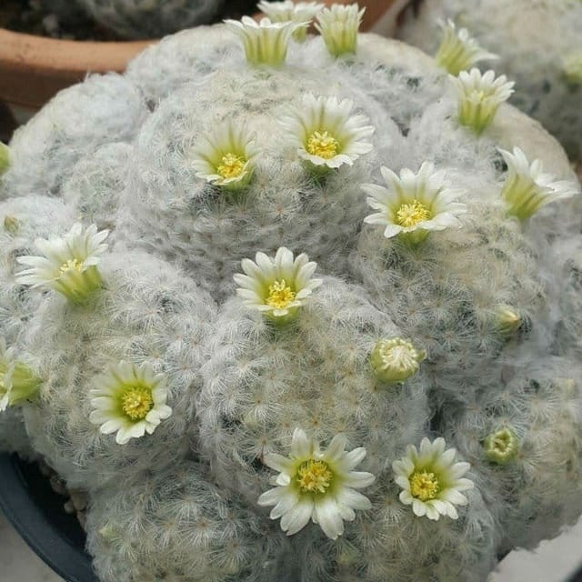 Plants Villa - Mammillaria Plumosa Cactus