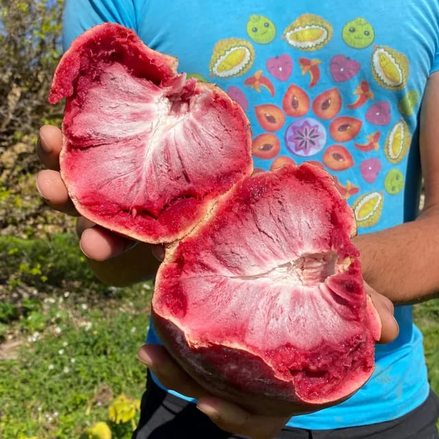 Plants Villa - Miami Fruit Red Custard Apple Grafted Fruit Plant