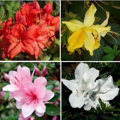 Plants Villa - Combo Pack Of 4 Azalea Flower Plant Plants Villa - Combo Pack Of 4 Azalea Flower Plant