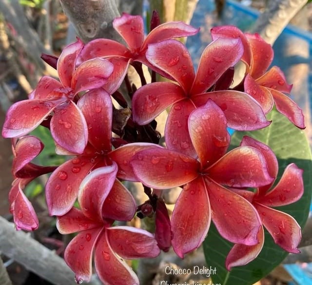 Plants Villa - Dwarf Variety Pulmeria Flower Plant (PV15825) Plants Villa - Dwarf Variety Pulmeria Flower Plant (PV15825)