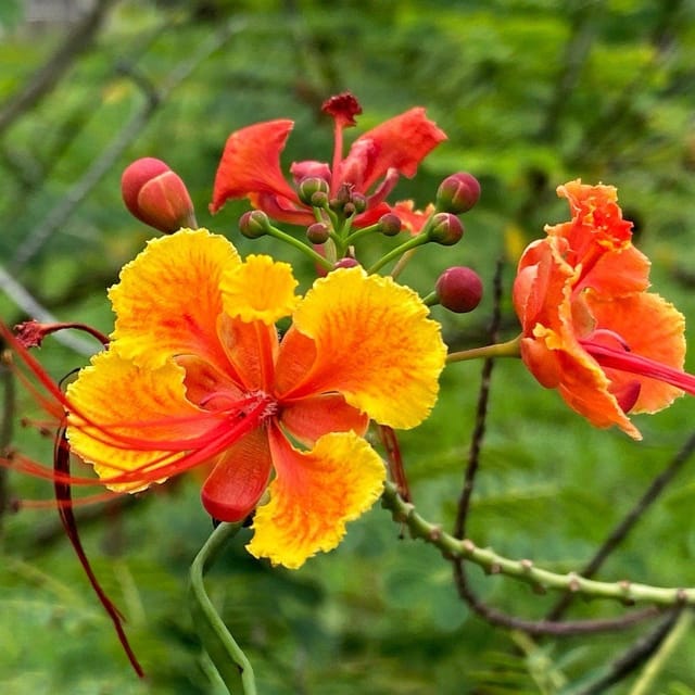 Plants Villa - Peacock Radhachura Flower Plant Red
