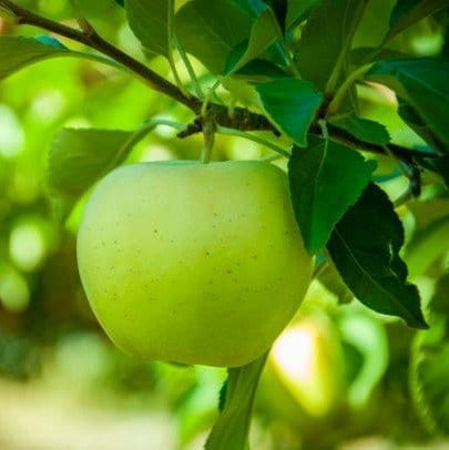 Plants Villa - Thai Variety Green Apple Grafted Fruit Plant