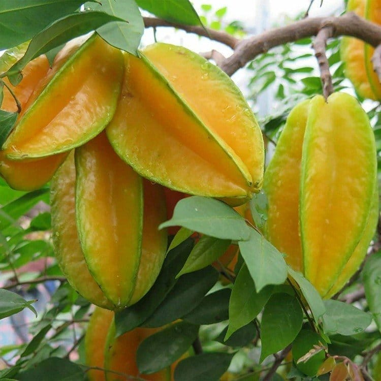 Plants Villa - Thai variety Star Grafted Fruit Plant