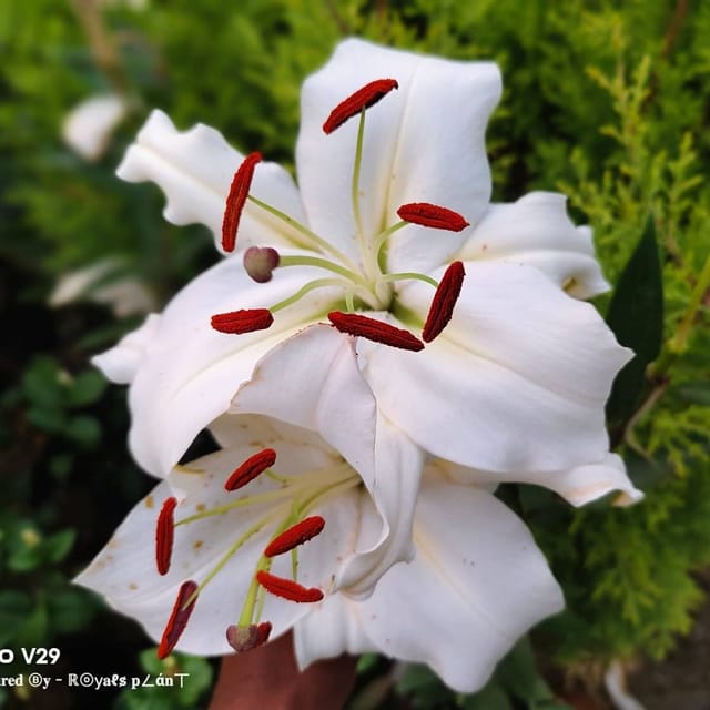 Plants Villa - Lilium Casa Blanca Lily Flower Plant Plants Villa - Lilium Casa Blanca Lily Flower Plant