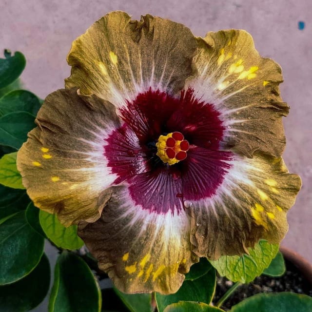 Plants Villa - American Variety Grafted Hibiscus Flower Plant (PV18502)