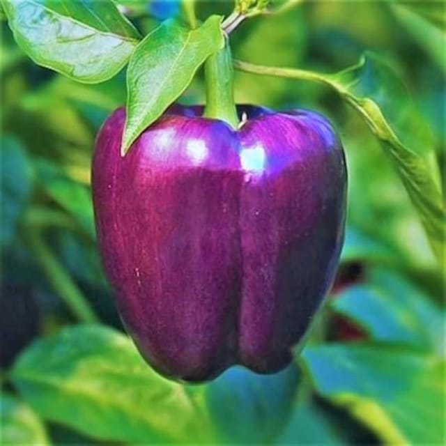 Plants Villa - Shimla Mirch Capsicum Fruit Plant Purple Purple