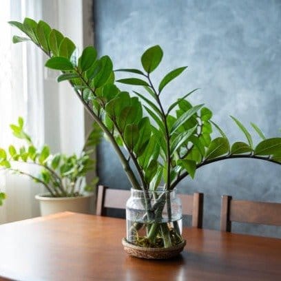 Plants Villa - Zz Indoor Live Plant