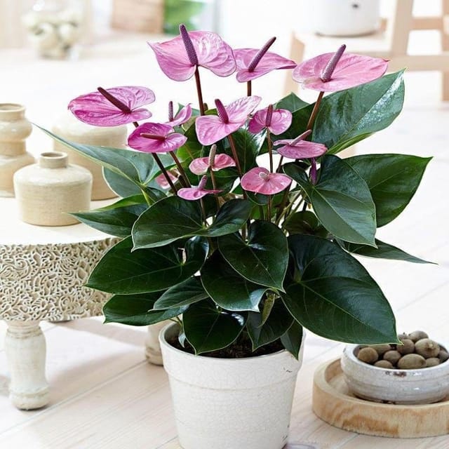 Plants Villa - Anthurium Andreanum Purple Gift Plant Purple