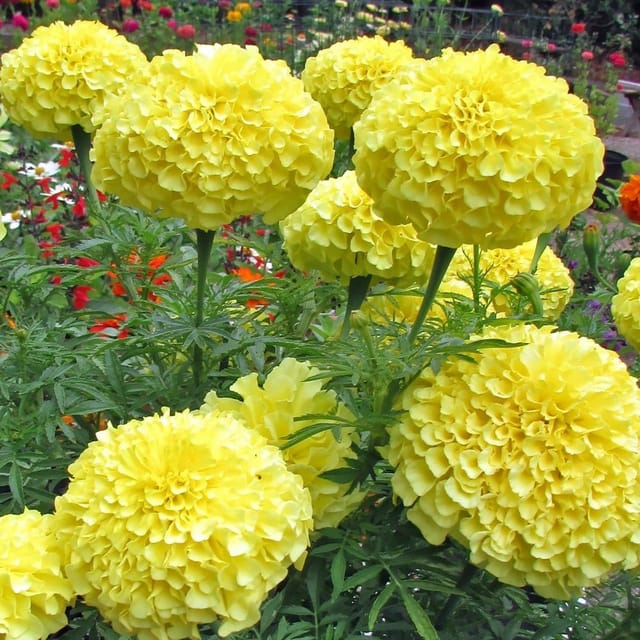 Plants Villa - African Marigold Flower Plant Yellow