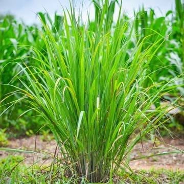 Plants Villa - Lemon Grass Mediclinal Live Plant
