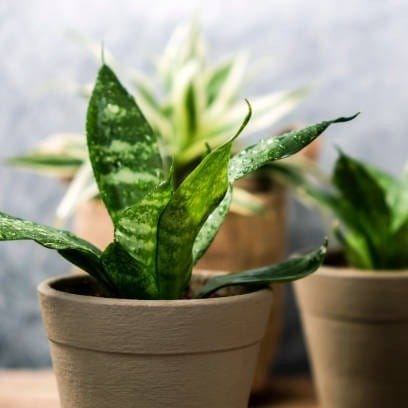 Plants Villa - Snake Plant (Small Size)