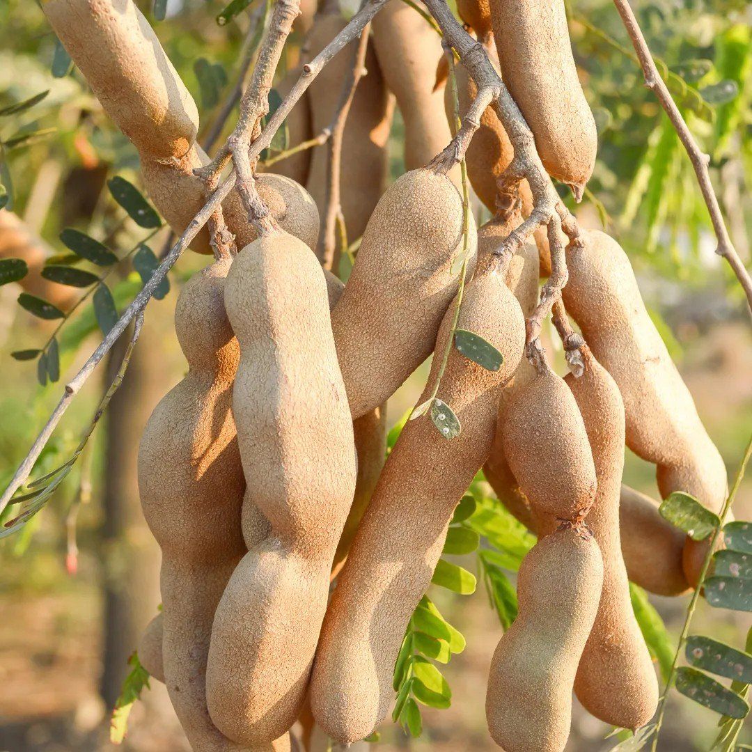 Plants Villa - Thai Variety Alltime Tamarind (Imli) Fruit Plant