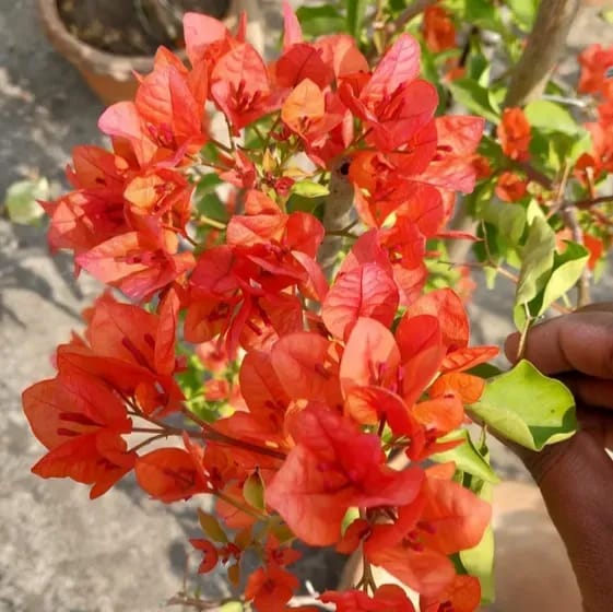 Plants Villa - Zakirana Bougainvellia Flower Plant Orange Plants Villa - Zakirana Bougainvellia Flower Plant Orange