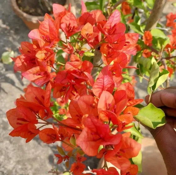 Plants Villa - Zakirana Bougainvellia Flower Plant Orange