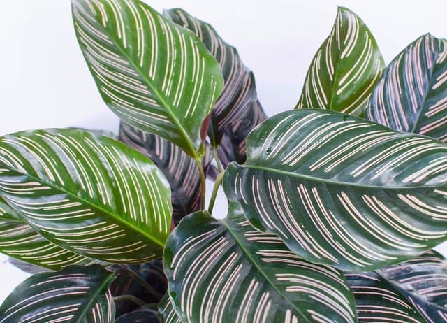 Plants Villa - Calathea Indoor Live Plant (PV14292)