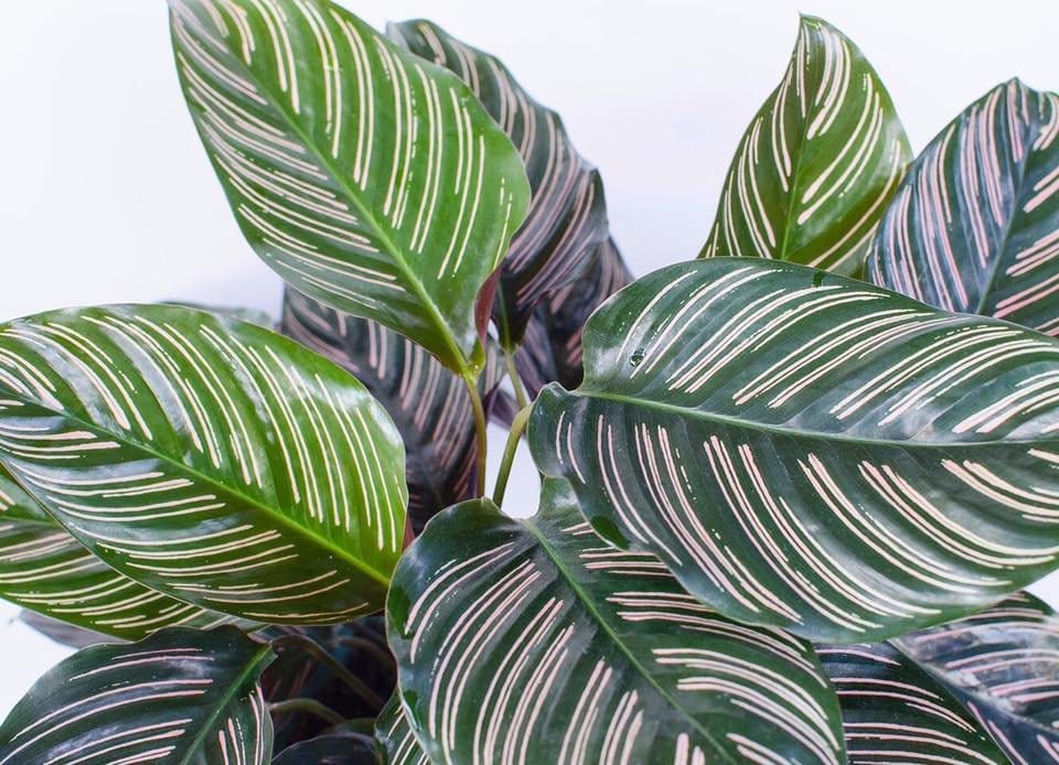 Plants Villa - Calathea Indoor Live Plant (PV14292)