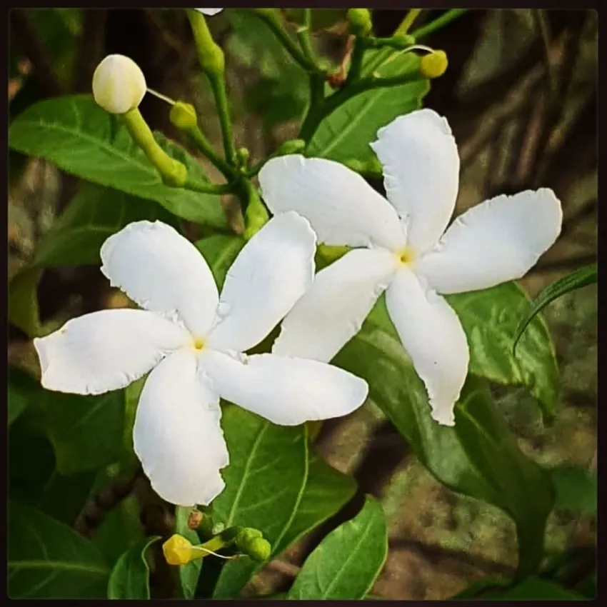 Plants Villa - Indian Jasmine Flower Plant White
